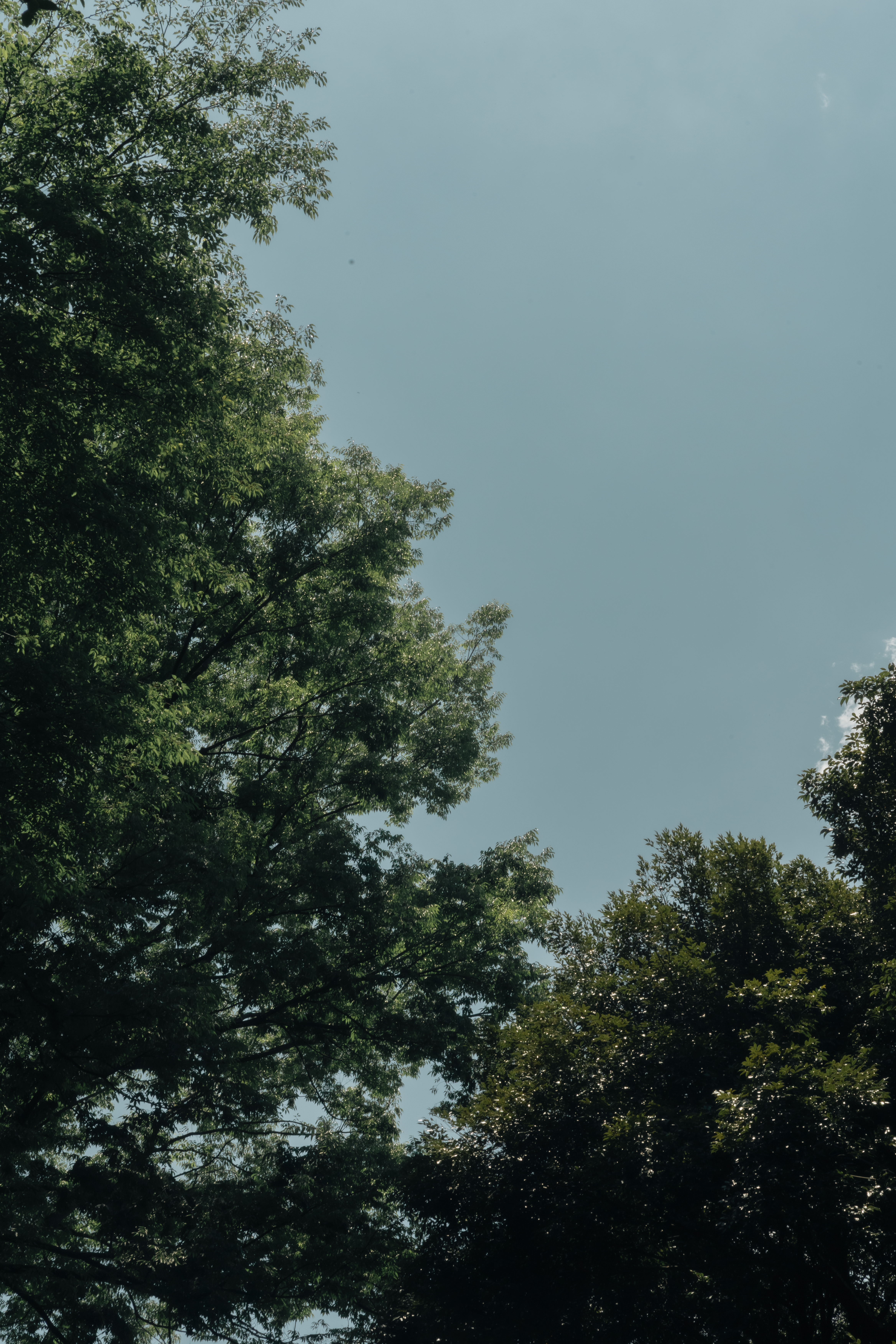 Sky surrounded by greenery